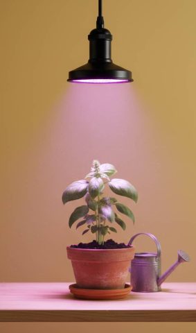 لامپ رشد گیاه